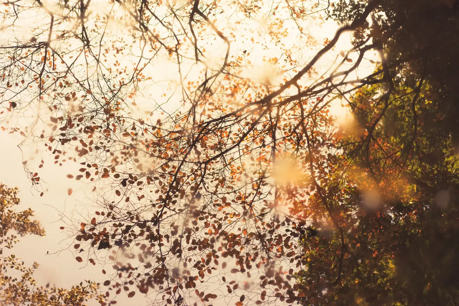 Omhoog gefotografeerde boomkronen in het Amsterdamse Bos, met herfstblad tegen laagstaande zon.