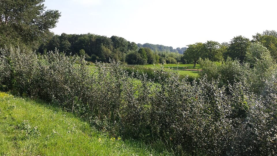 L-buurt